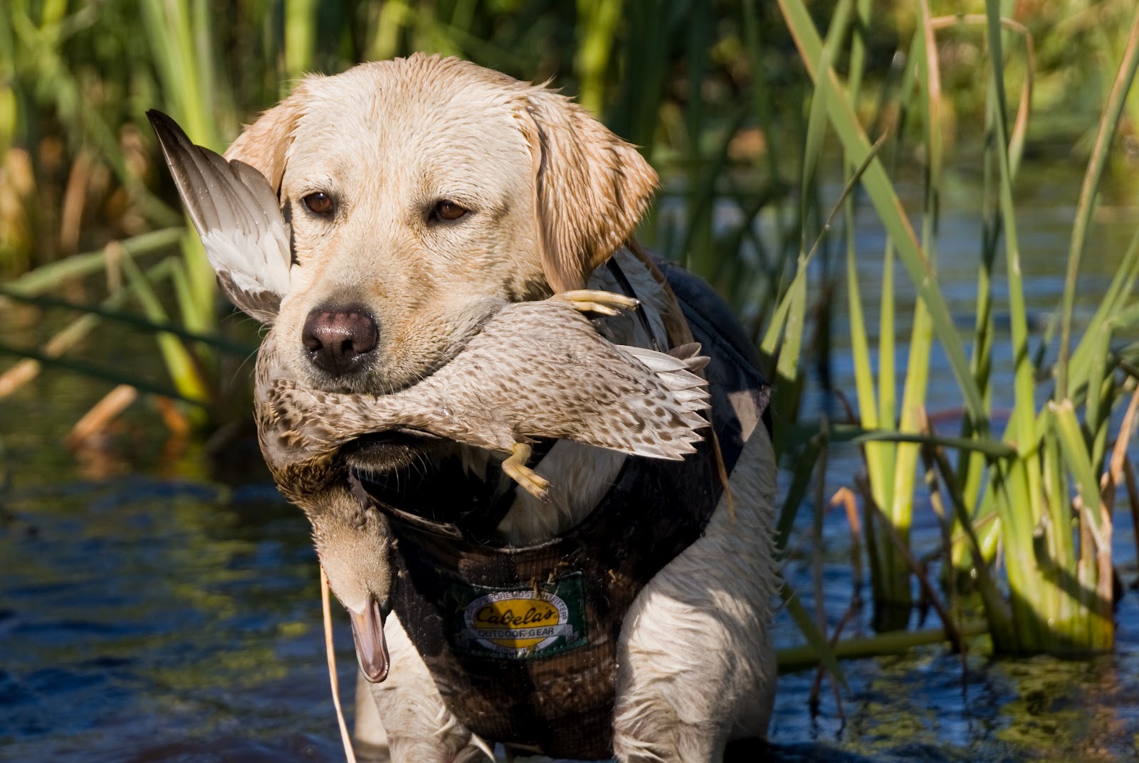 Golden Labrador Retriever Hunting Duck Picture