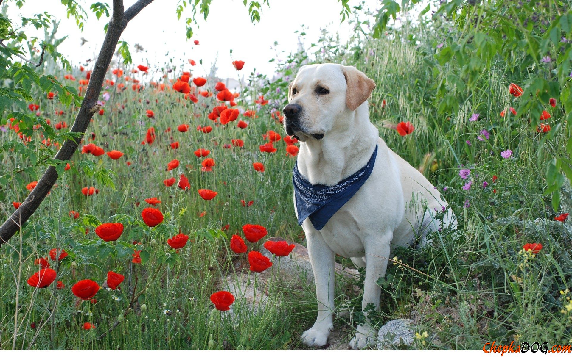 Golden Labrador Retriever In Flowers Field