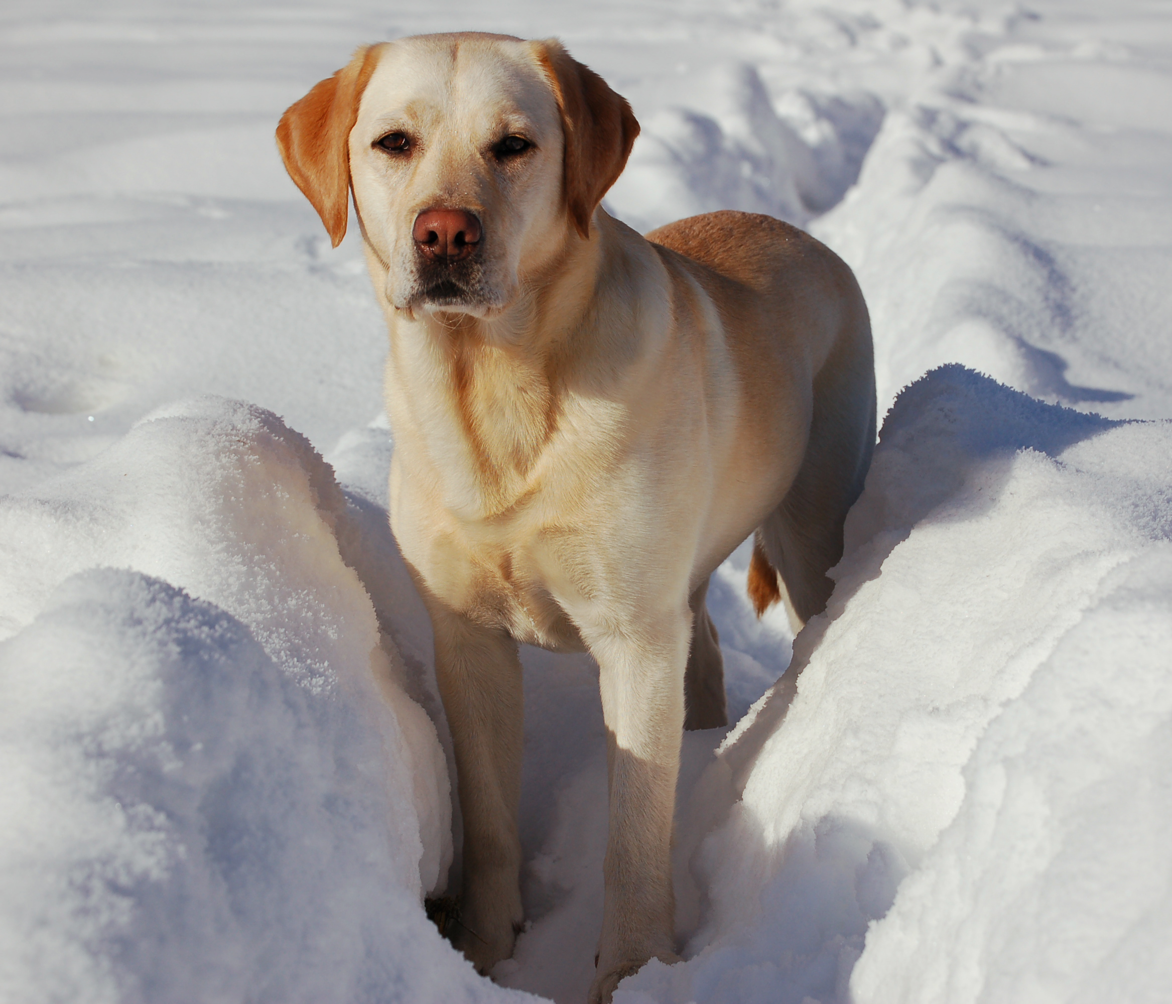 Golden Labrador Retriever In Snow