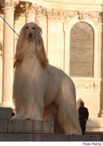 Graceful Afghan Hound Dog Picture