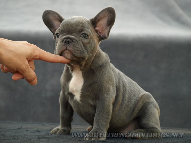 Grey French Bulldog Puppy Picture