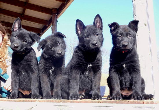 Group Of Black German Shepherd Puppies