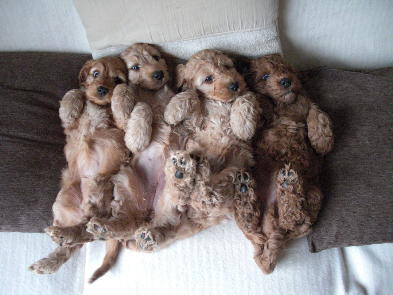 Group Of Cockapoo New Born Puppies