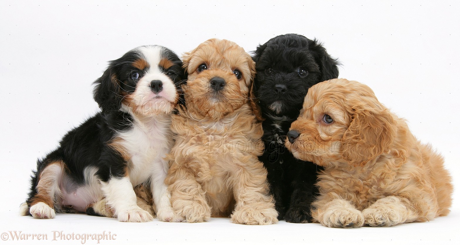 Group Of Cockapoo Puppies