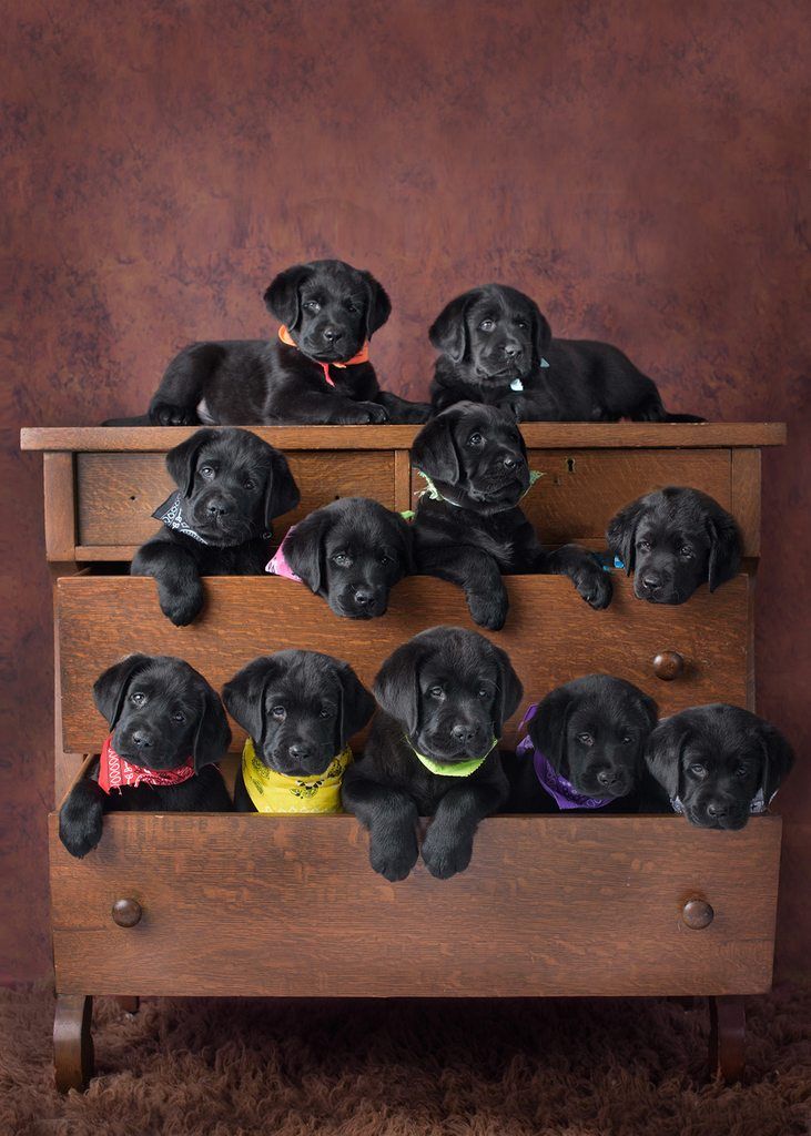 Group Of Cute Black Labrador Retriever Puppies