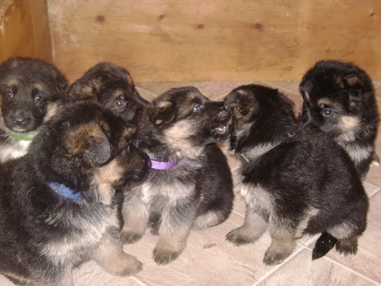 Group Of Cute German Shepherd Puppies