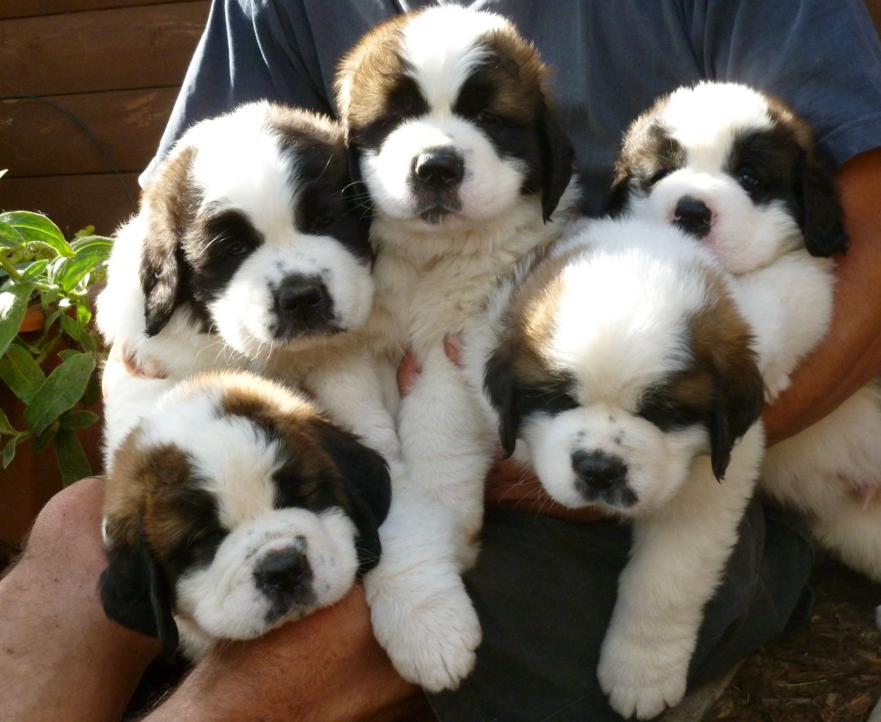 Group Of Cute Saint Bernard Puppies