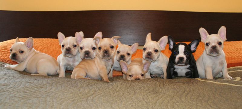 Group Of French Bulldog Puppies