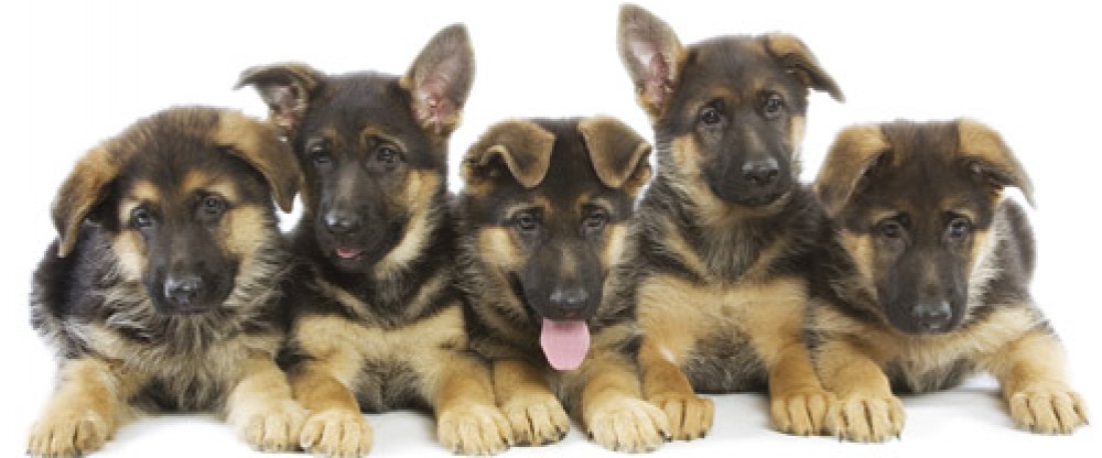 Group Of German Shepherd Puppies Picture