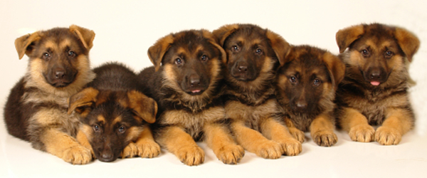 Group Of German Shepherd Puppies