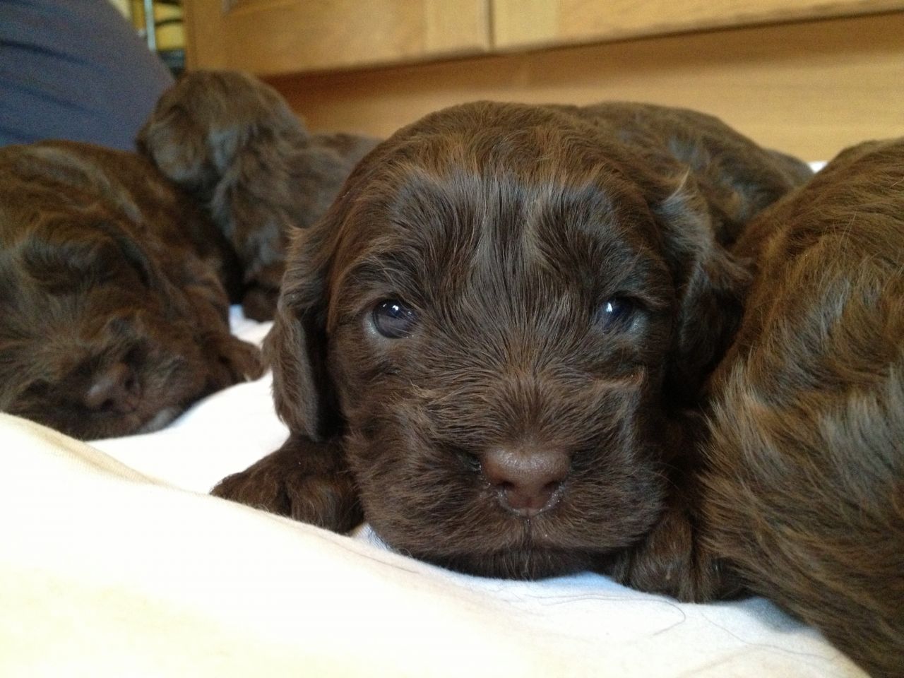 Group Of New Born Brown Cockapoo Puppies