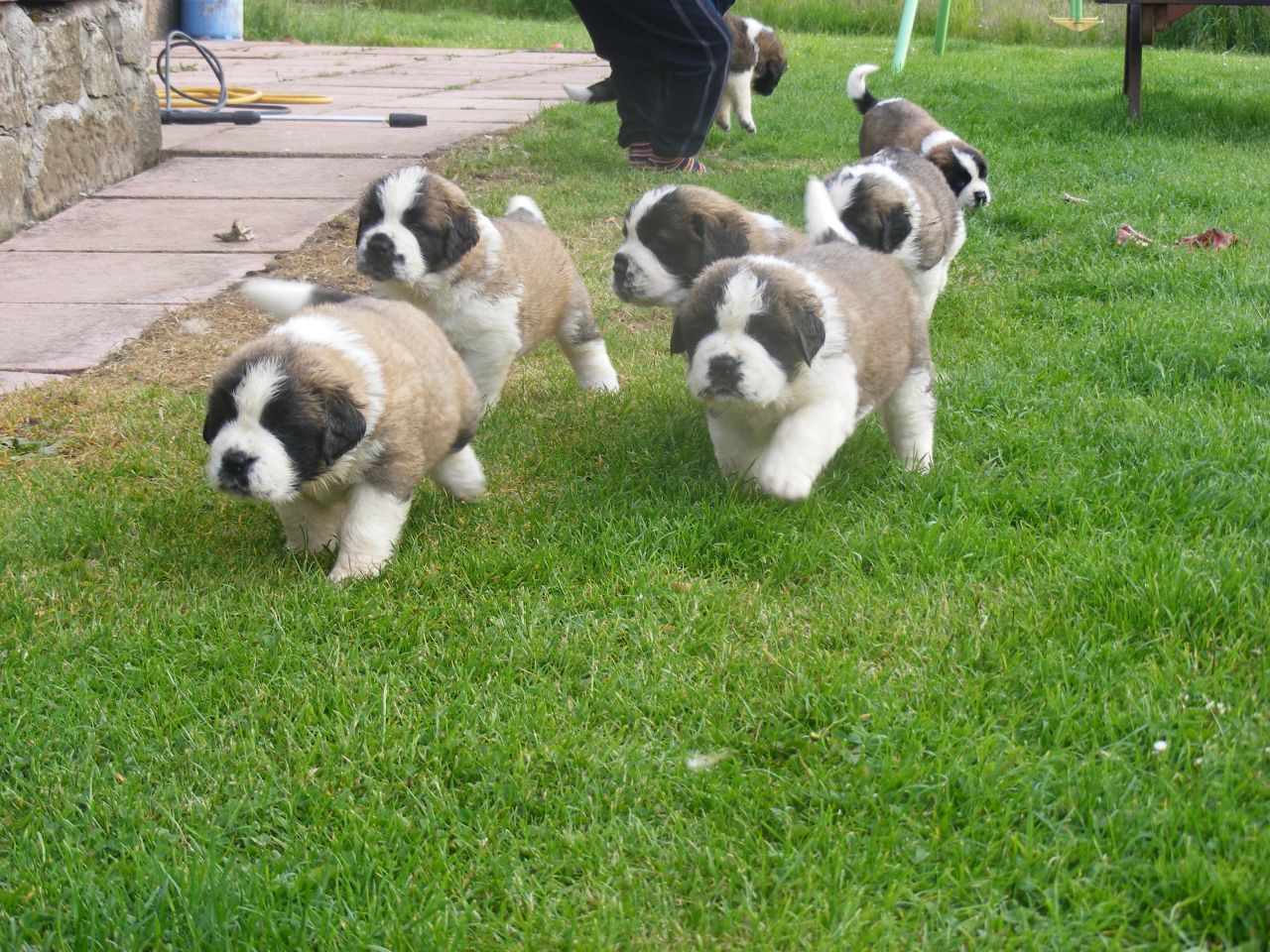 Group Of Saint Bernard Puppies Walking In Lawn