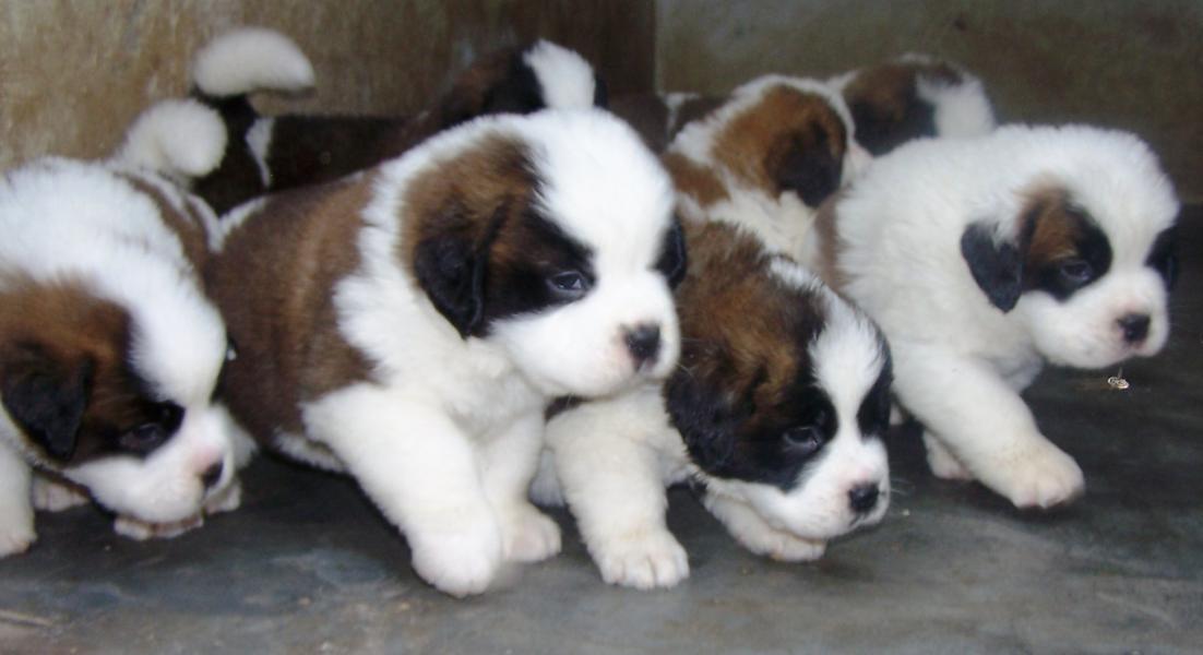 Group Of Saint Bernard Puppies