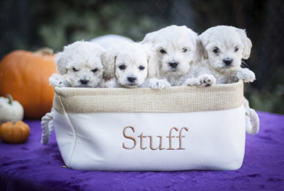 Group Of White Cockapoo Puppies