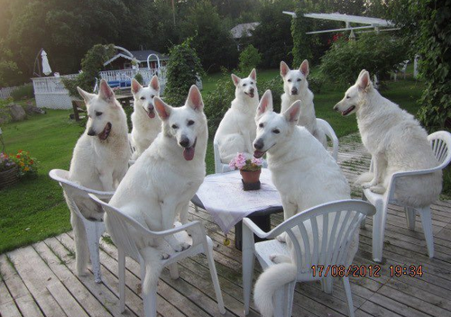Group Of White German Shepherd Dogs