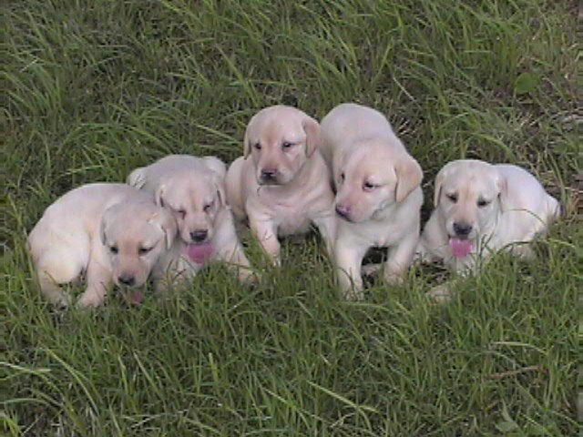 Group Of Yellow Labrador Retriever Puppies Sitting On Grass
