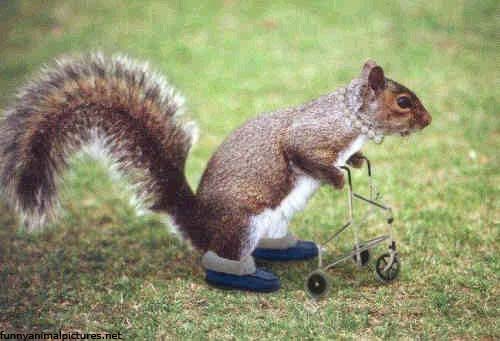 Handicapped Squirrel Funny Picture