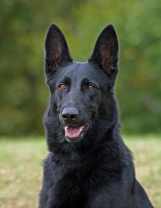 Handsome Black German Shepherd Dog Image