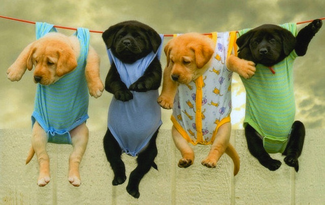 Hanging Labrador Retriever Cute Puppies Picture