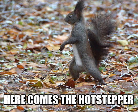 Here Comes The Hotstepper Funny Squirrel Caption