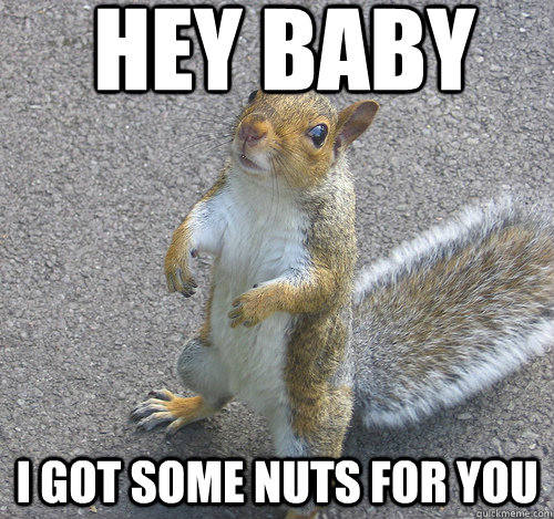 Hey Baby I Got Some Nuts For You Funny Squirrel Meme