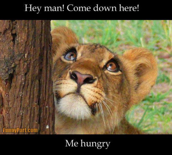 Hey Man Come Down Here Me Hungry Funny Poster