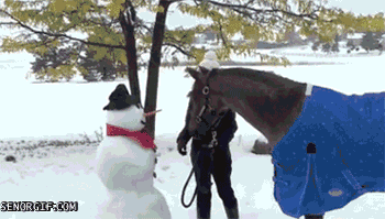 Horse Eating Snowman's Nose Funny Gif
