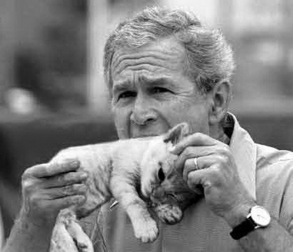 Hungry George Bush Eating Cat Funny Picture