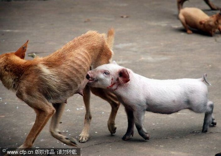 Hungry Piglet Drinking Milk From Dog Funny Picture