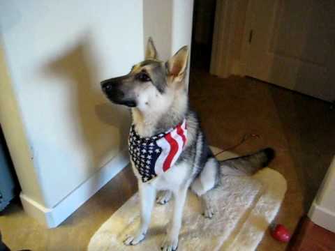Husky German Shepherd Mix With USA Flag Bandanna