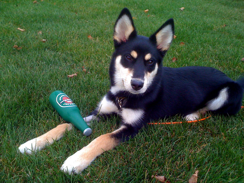 Husky Mix German Shepherd Dog Playing With Toy