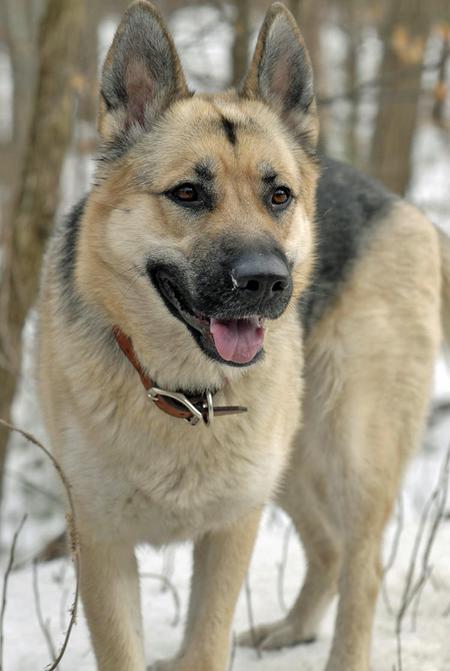 Husky Mix German Shepherd Dog