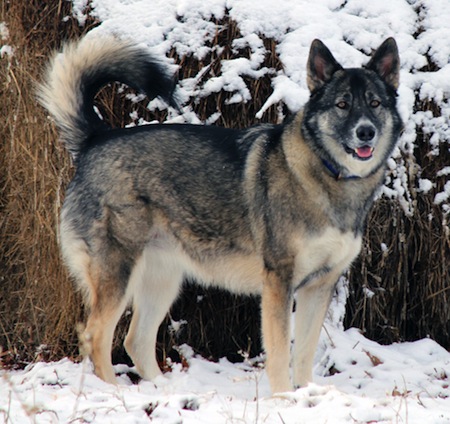 Husky Mix German Shepherd In Snow