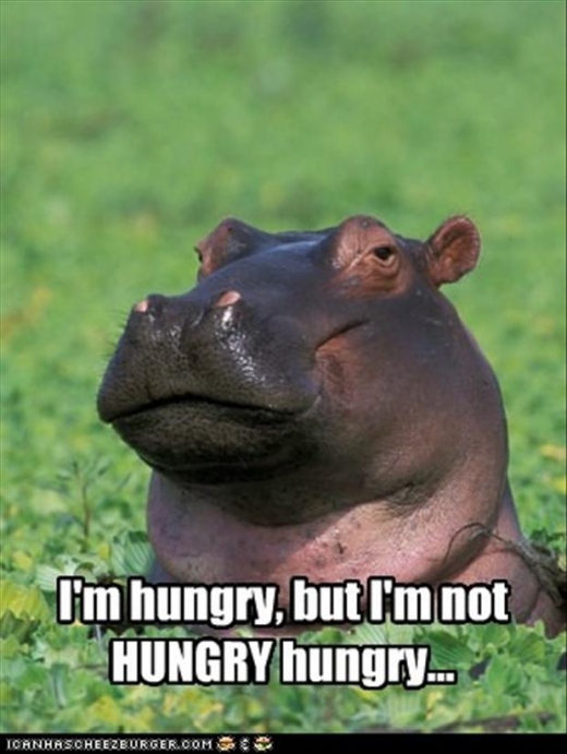 I Am Hungry But I Am Not Hungry Hungry Funny Hippo Meme