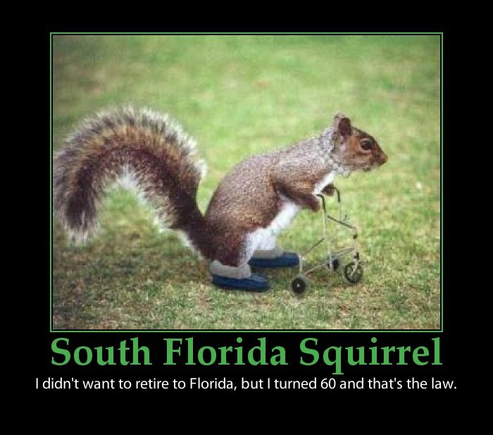 I Didn't Want To Retire To Florida But I Turned 60 And That's The Law Funny Squirrel Poster