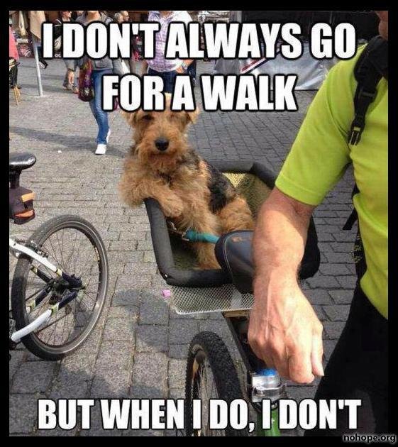 I Don't Always Go For A Walk But I When I Do I Don't Funny Amazing Meme