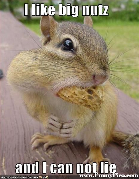 31 Most Funny Squirrel Images And Pictures