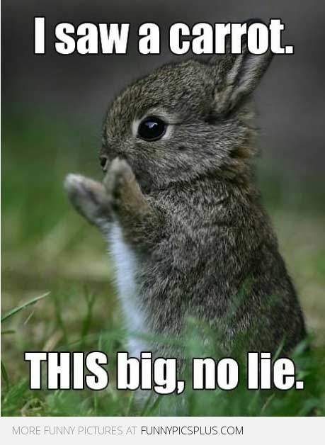I Saw A Carrot This Big No Lie Funny Squirrel Meme