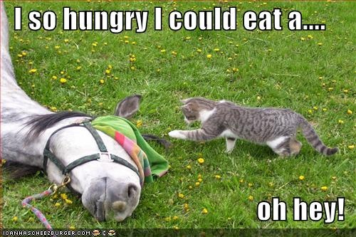 I-So-Hungry-I-Could-Eat-A-Funny-Caption.jpg