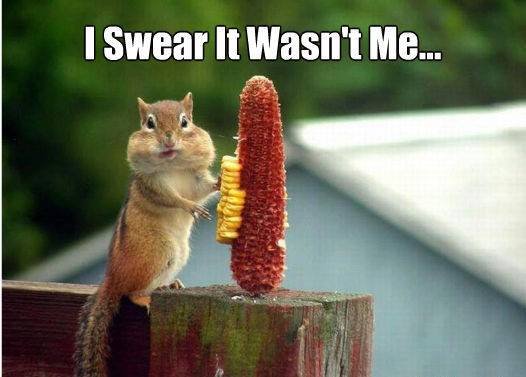 I Swear It Wasn't Me Funny Squirrel Caption