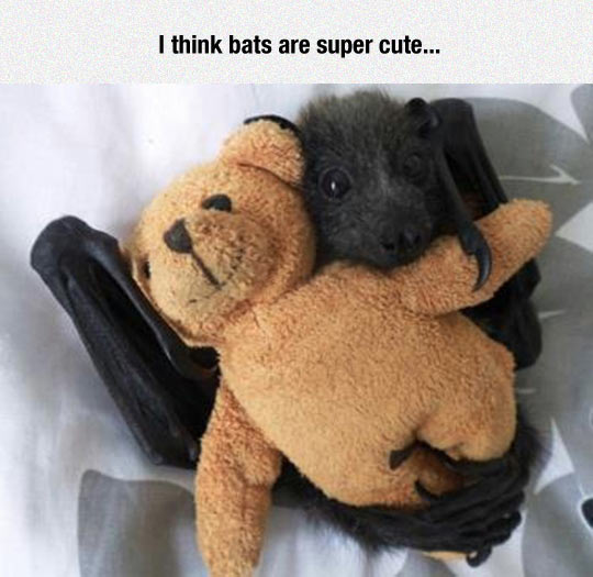 I Think Bats Are Super Cute Funny Image
