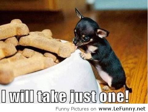 I Will Take Just One Funny Hungry Little Dog