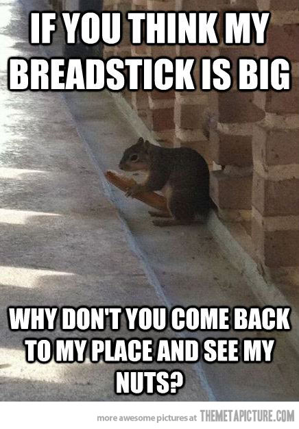 If You Think My Breadstick Is Big Funny Squirrel Meme