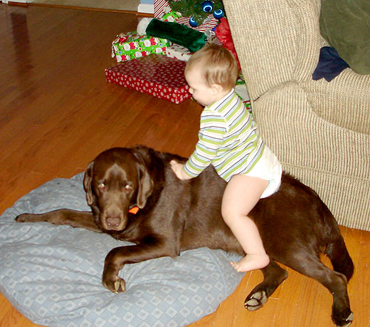 Kid Playing With Chocolate Labrador Retriever Dog