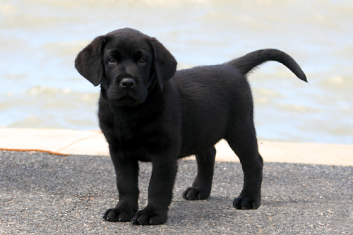 Labrador Retriever Black Puppy