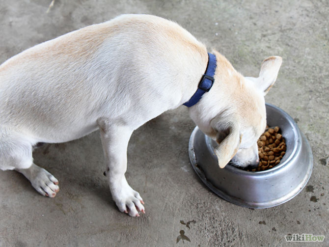 Labrador Retriever Dog Eating Pedigree