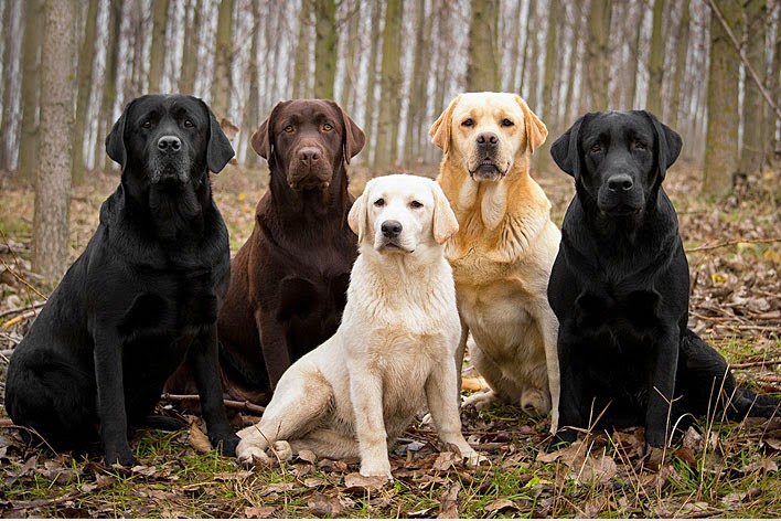 Labrador Retriever Dogs Picture
