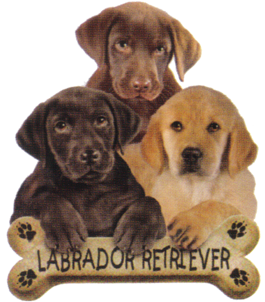 Labrador Retriever Puppies With Bone