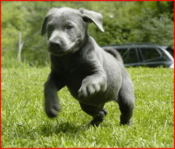 Labrador Retriever Puppy Jumping Picture
