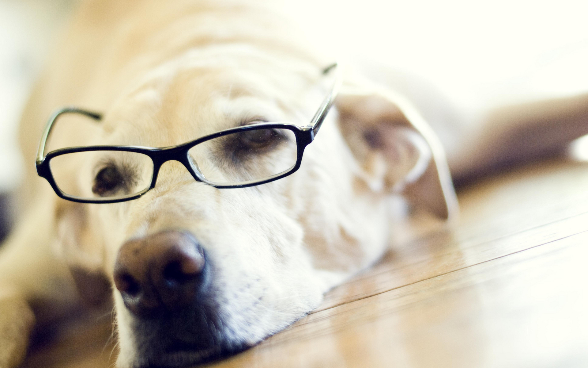 Labrador Retriever With Eye Glasses